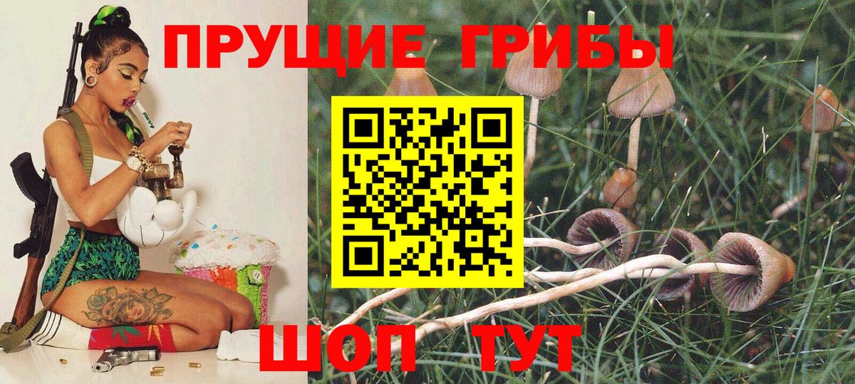 цены наркотик  Псилоцибиновые грибы Psilocybine cubensis  Волхов  Вход с VPN  Псилоцибиновые грибы Cubensis 